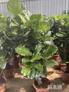 高度160厘米琴叶榕