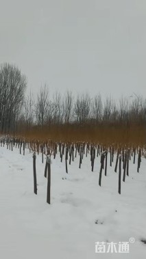 6公分矮接金枝槐