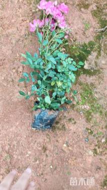 高度25厘米丰花月季