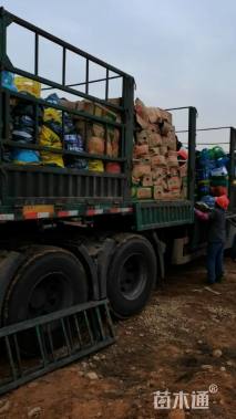 高度40厘米刺柏