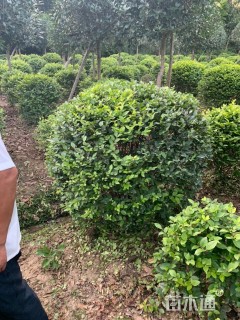 冠幅100厘米金叶女贞球