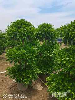 高度160厘米非洲茉莉