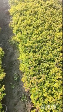 高度25厘米金叶满天星