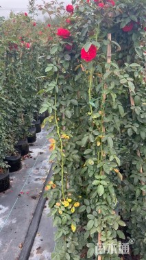 180厘米藤本月季