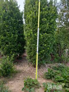 高度280厘米黄杨