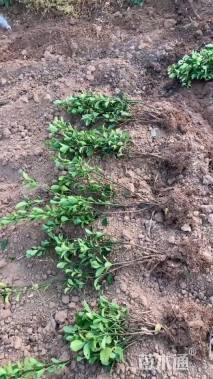 高度40厘米大叶黄杨