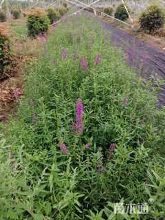 高度30厘米石竹