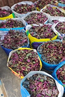 高度20厘米吊竹梅