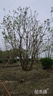 12公分(8杆)丛生乌桕