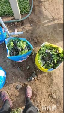 高度15厘米紫花地丁