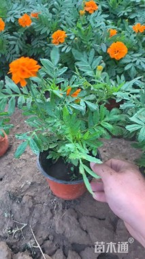 高度20厘米孔雀草