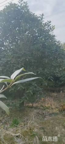 高度250厘米丛生桂花