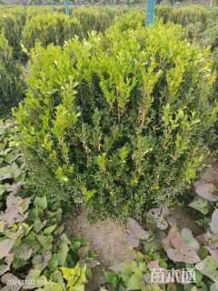 冠幅120厘米瓜子黄杨球