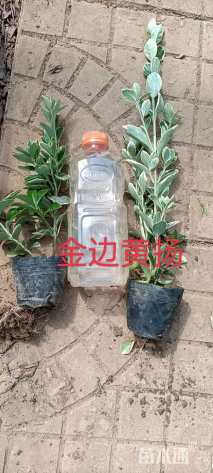 高度10厘米金边黄杨