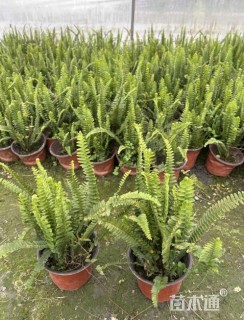 高度30厘米肾蕨