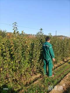 高度100厘米丁香