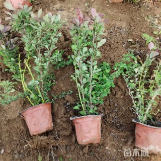 高度55厘米红叶小檗