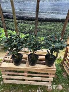 高度160厘米山茶花