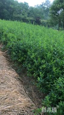 高度40厘米金叶女贞