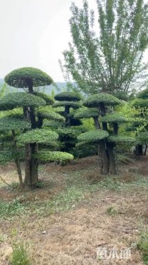 50公分造型对节白蜡
