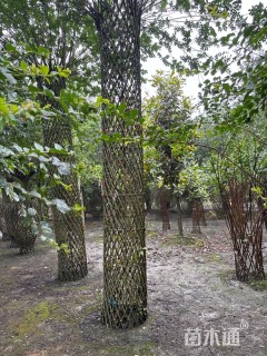 1.5公分紫薇花瓶