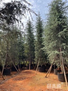 高度700厘米雪松