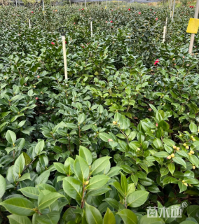 高度100厘米四季茶花