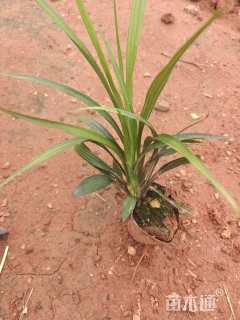 高度25厘米吉祥草