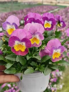 高度20厘米角堇