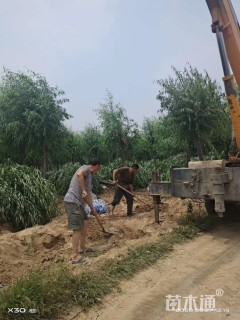 14公分旱柳