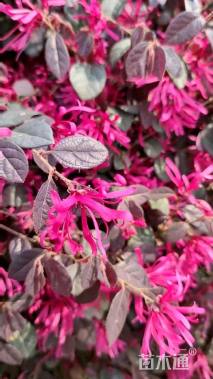 冠幅150厘米红花继木球