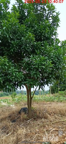 15公分柚子树