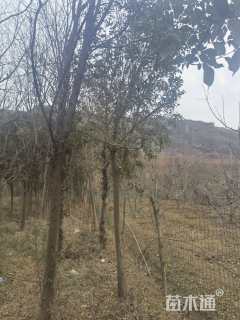 150公分大叶女贞