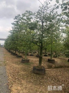 20公分大腹木棉