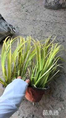 高度30厘米金叶石菖蒲