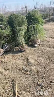 冠幅180厘米小叶女贞球