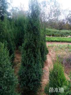 高度150厘米刺柏