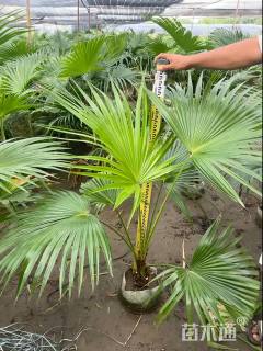 裸干高80厘米蒲葵