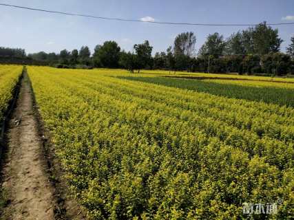 高度50厘米金叶女贞