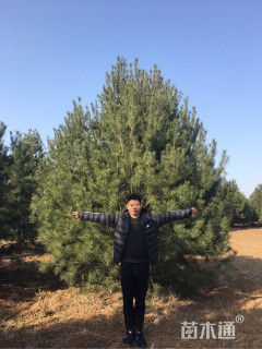 移栽苗白皮松