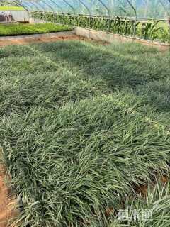 高度34厘米银边麦冬