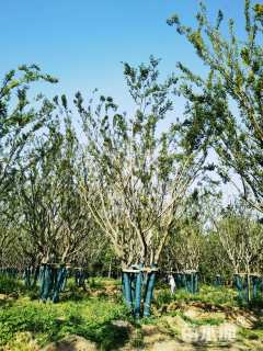 12公分丛生朴树