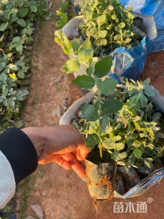 高度20厘米银叶金合欢