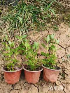 高度20厘米鼠尾草