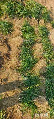 高度13厘米麦冬