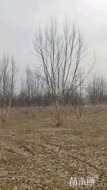 高度1000厘米丛生河桦