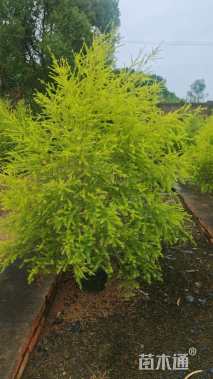 高度70厘米美花红千层