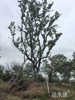 80公分丛生乌桕