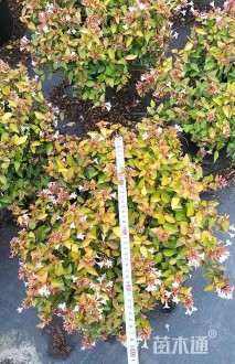 高度20厘米大花六道木