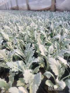 高度10厘米银叶菊